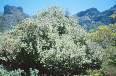 Brachylaena discolor var discolor - Forest / Natal Silver Oak - Indigenous Tree - 10 Seeds