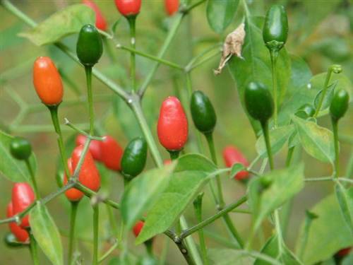 Pequin Pepper - Capsicum Frutescens - Bird Chilli / Vegetable - 5 Seeds