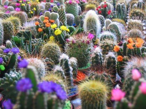 20+ Seeds - Mixed Cactus Seeds - Cactacae - Succulents - Fun to grow