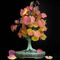 Premium Bonsai Package - 16 Species - 100 Seeds