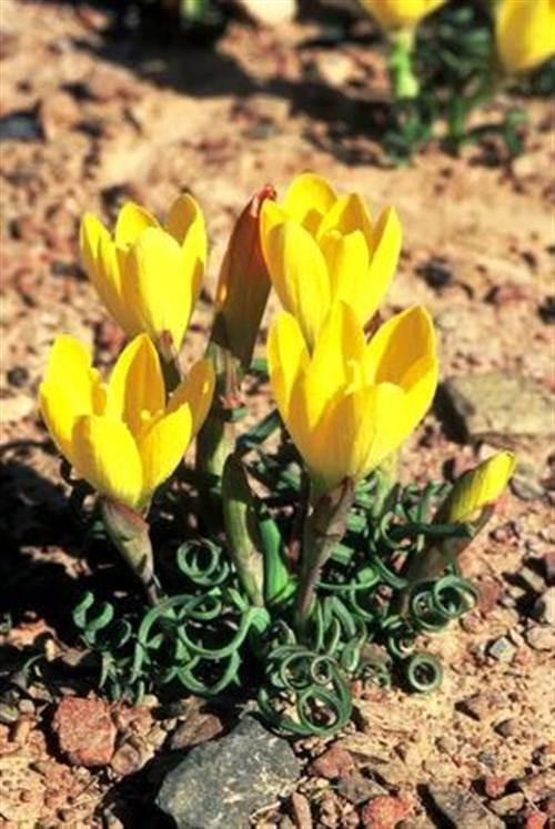 Geissorhiza Corrugata Seeds - Indigenous South African Bulb - Global Shipping