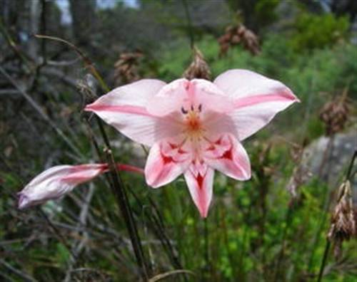 Gladiolus Vigilans - 10 Seeds - Indigenous Bulbous Plant - Massive Range