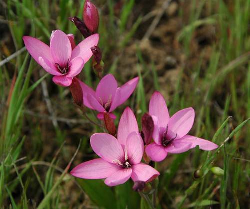 Hesperantha Pauciflora - 10 Seeds - Indigenous Bulbous Plant - Global Shipping