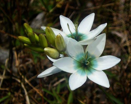 Ixia Polystachya Seeds - "Koringblommetjie" Indigenous Bulb - International Shipping