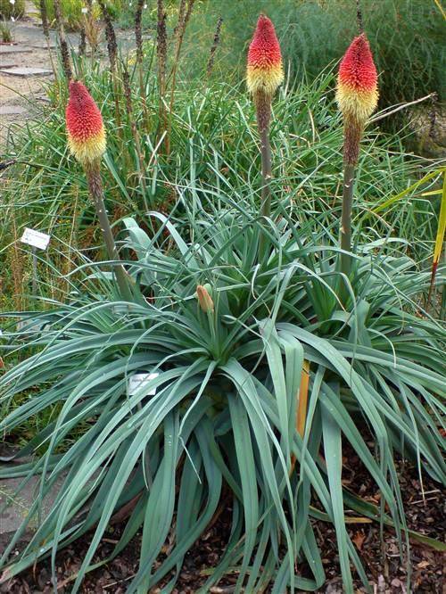 Kniphofia Caulescens - 5 Seeds - Indigenous South African Bulb - Worldwide Shipping