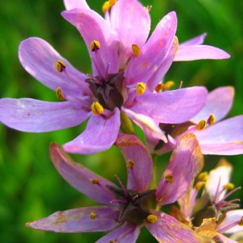 Onixotis / Wurmbea Punctata - 10 Seeds - "Hanekammetjie" Indigenous Bulb - Rare