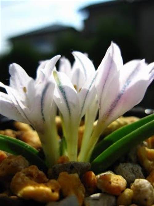 Polyxena Longituba Seeds - Indigenous Bulbous Plant - Massive Range
