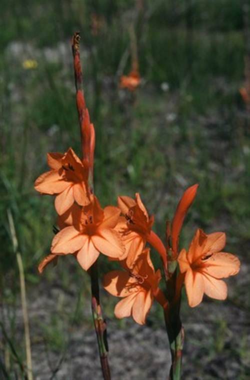Watsonia Fergusoniae - 10 Seeds - Indigenous South African Bulb - Massive Range