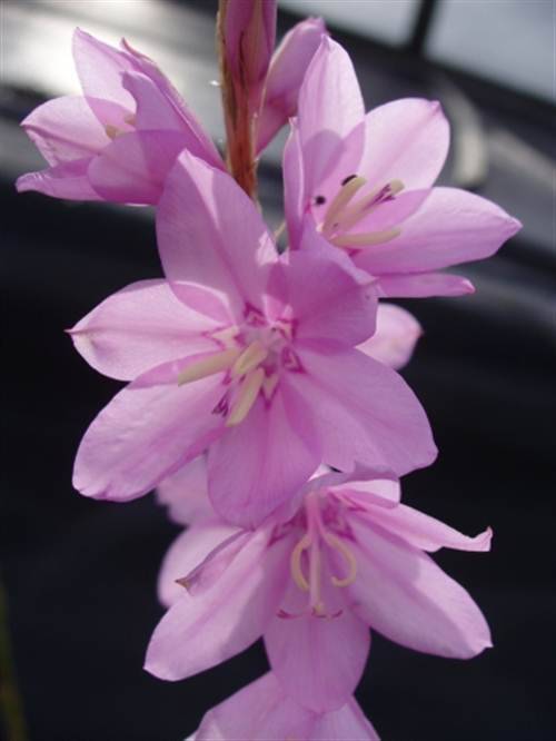 Watsonia Marginata Seeds - Indigenous Bulbous Plant - International Shipping