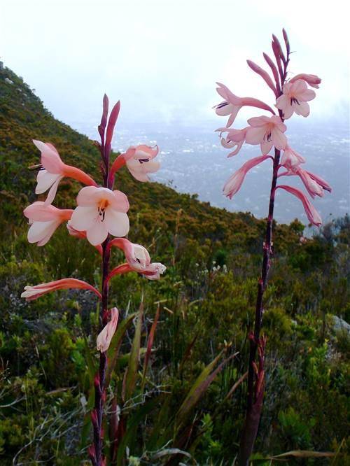 Watsonia Tabularis - 5 Seeds - Indigenous Bulbous Plant - Worldwide Shipping