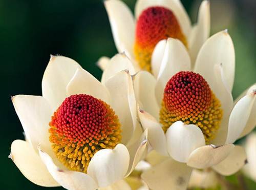 Leucadendron Discolor Seeds - Protea Family - Massive Range