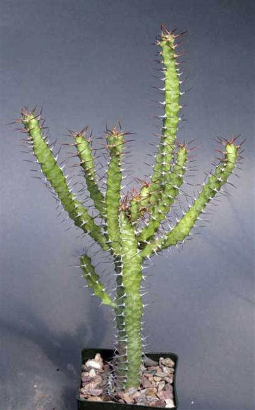 Euphorbia Evansii - 10 Seeds - Indigenous South African Succulent - Worldwide Shipping