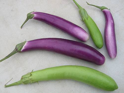 Long Purple Eggplant - Solanum Melongena v Esculentum -  Seeds - Unique Vegetable
