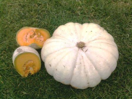 Pumpkin Flat White Boer - Cucurbita Maxima - 100 Seeds - Bulk Vegetable Seeds