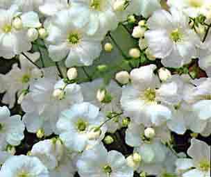 Gypsophila Covent Garden - Gypsophila Elegans - 100 Seeds - Annual Flower
