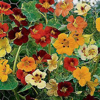 Nasturtium Jewel Choice - Tropaeloum Majus -  Seeds - Edible Annual Flower