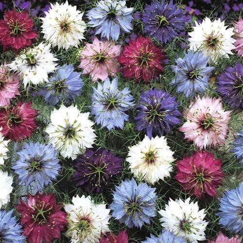 Nigella  Persian Jewel Mix - Nigella Damascena -  Seeds - Annual Flower