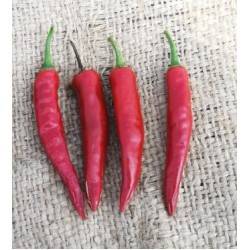 Nanas Indian Red Chilli Pepper - Capsicum - 10 Seeds - Prolific
