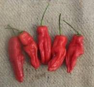 Dedo de Mocha Chilli Pepper - Capsicum - 5 Seeds - Flavousome