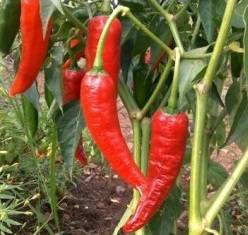 Shubo from Kano Chilli Pepper Seeds - Capsicum - Nigerian Chilli
