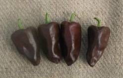 Chilhaucle Negro Chilli Pepper - Capsicum Annuum - 5 Seeds - Mexico