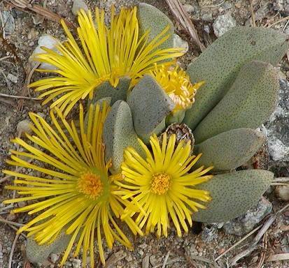 Pleisopilos Compactus - Mesembs - Succulents - 10 Seeds