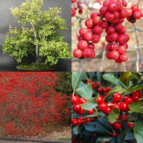 Illex Verticillata - American Winterberry Holly - Exotic Tree / Shrub Seeds