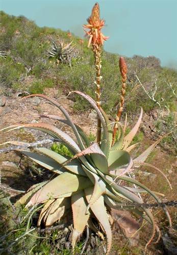 Aloe Glauca - Blue Aloe - Indigenous Succulent - 5 Seeds