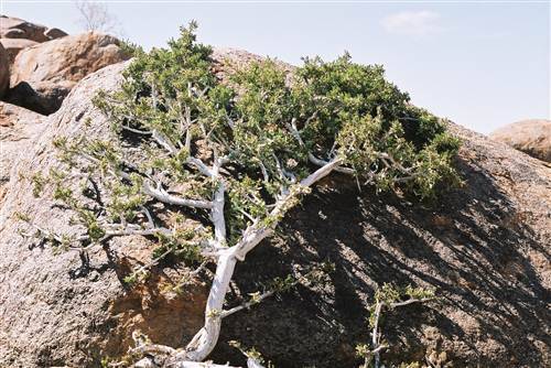Ficus Cordata - Namaqua Rock Fig - Indigenous Fig Tree - 10 Seeds