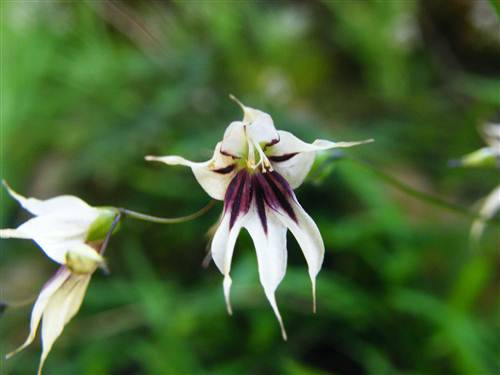 Melasphaerula Ramosa - Perennial - Indigenous Bulb - 5 Seeds