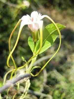 Strophanthus Luteolus - Vine - Indigenous Climbing Vine - 10 Seeds