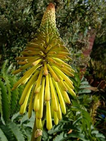 Kniphofia Rufa - Indigenous Bulb Seeds - Torch Lily - 10 Seeds