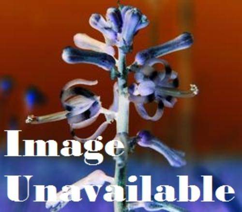Thuranthos Basuticum - Indigenous Bulb Seeds - Worldwide Shipping - 10 Seeds