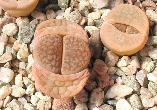 Lithops Hookeri Elephina - Indigenous - South African Succulent - 10 Seeds