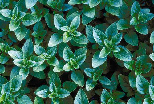 Greek Oregano - Origanum vulgare hirtum¿ - Herb - 200 Seeds