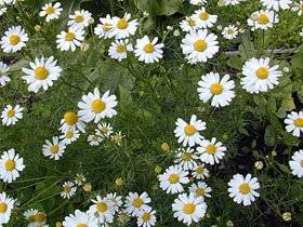 Roman Chamomile - Chamaemelum nobile - Culinary / Medicinal Herb - 250 Seeds