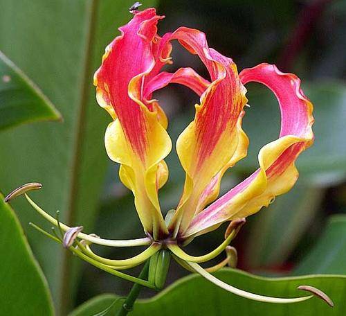 Gloriosa - Flame lily - Flower Bulbs (Not Seeds)