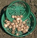 Bulb Planting Trays 22cm - Ideal for Flowering Bulbs - SFAGA