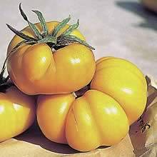 Brandywine Yellow Tomato - Heirloom Vegetable - 5 Seeds