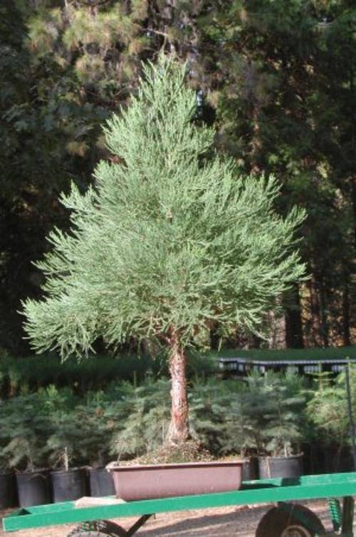 Giant Sequioia Redwood Tree - Biggest Tree in the World - 10 Seeds - Sequoiadendron Giganteum