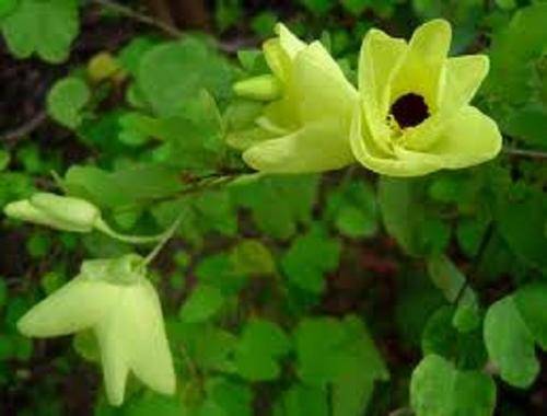 Bauhinia Tomentosa - Indigenous - 5 Seeds - Trees - MASSIVE RANGE