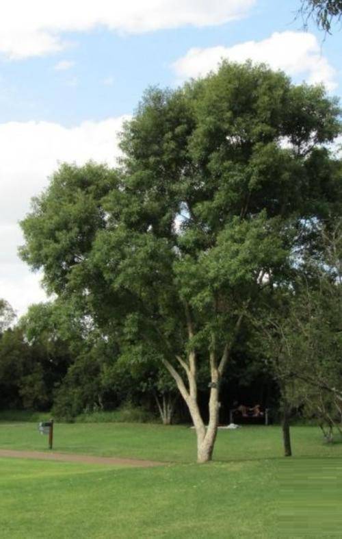 Heteropyxis Natalensis - Lavender Tree - Indigenous South African Tree - 5 Seeds