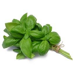 Basil Herbs