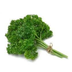 Curley Parsley Herbs