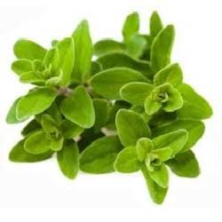 Marjoram Herbs