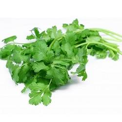 Coriander Herbs