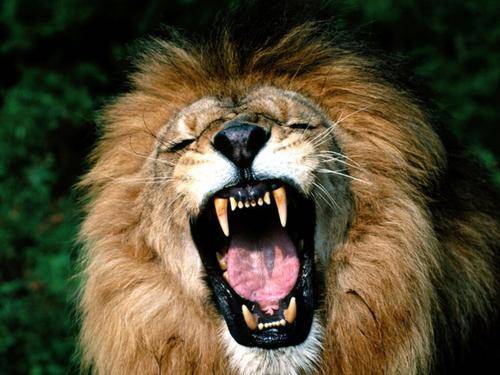 GENUINE LION TOOTH PENDANT