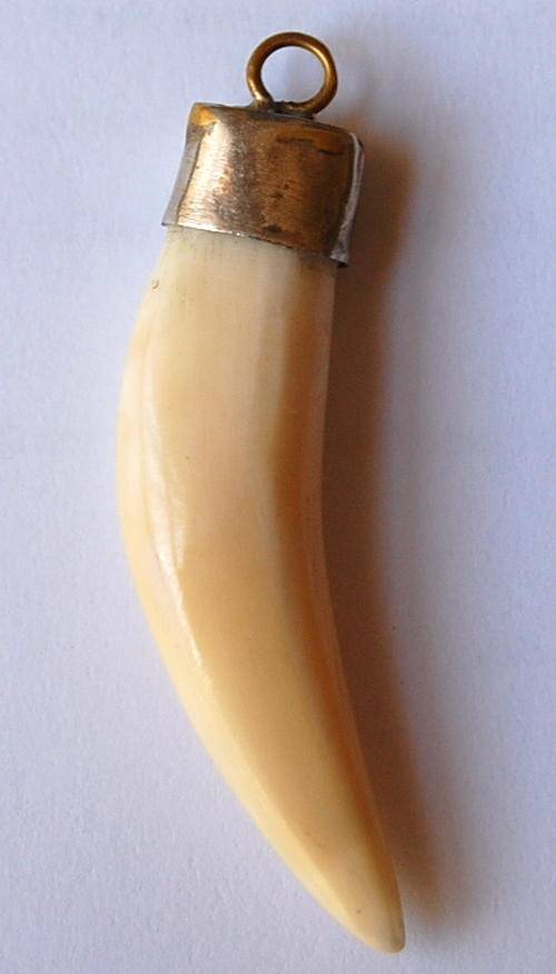GENUINE AFRICAN LION TOOTH - NOT A CARVING