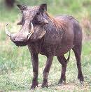 WARTHOG TUSK