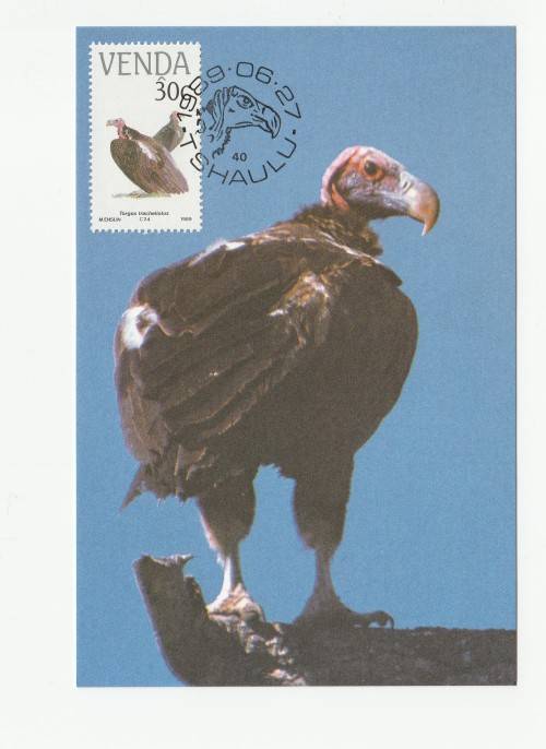 1989 Venda Vulnerable Birds Postcard Set 78 - 81